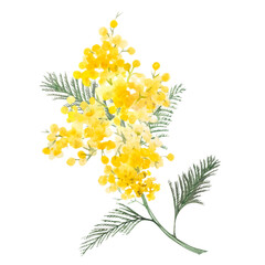 Yellow mimosa, hand-drawn watercolor illustration. Watercolor botanical illustration of a mimosa branch.