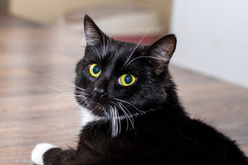 A black and white cat with bright yellow eyes gazes intently