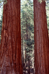Fototapeta premium tree trunk in the forest