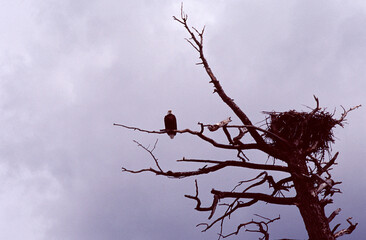Bald eagle on a branch