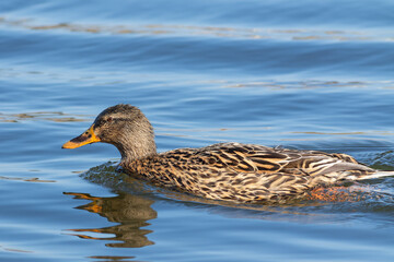 Mallard, Anas platyrhynchos.On an early spring morning, a female bird swims along the riverbank