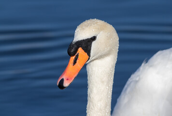 Mute swan, Cygnus olor. Early morning, close-up of a bird on the background of the river
