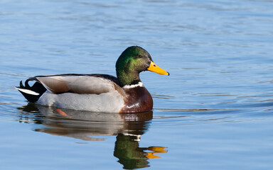 Mallard, Anas platyrhynchos.On an early spring morning, a male bird swims along the riverbank