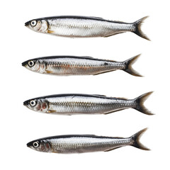 Obraz premium Top view of sardine fishes isolated on transparent background.