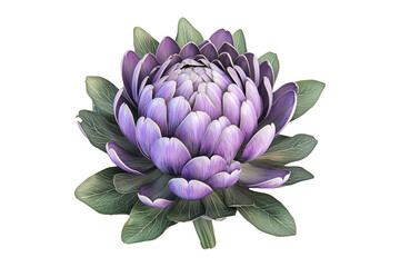 Single fresh purple artichoke with detailed texture isolated on white transparent background. Concept of healthy eating, organic food, and vegetarian diet