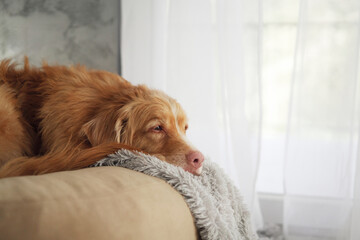 A Nova Scotia Duck Tolling Retriever sleeps with its head resting on a soft grey blanket in the sun.