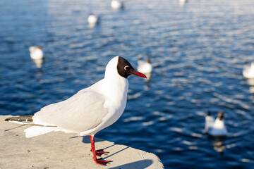 A seagull with a red beak stands on a ledge by the water