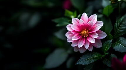 Pink Dahlia Bloom in Dark Garden.