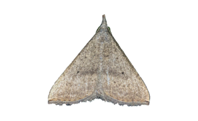 Progonia umbrifera - Triangular Brown Moth Cut Out on Transparent Background