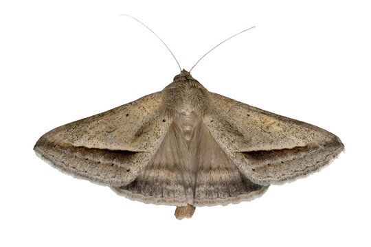 Mocis frugalis - Sugarcane Looper with Transparent Background