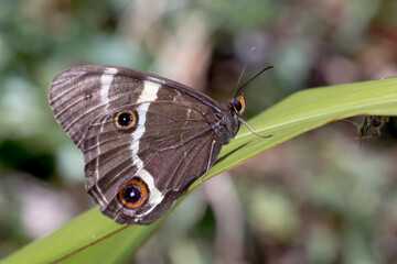 Tisiphone abeona (Varied Sword-grass Brown) Butterfly with Beautiful Eyespots