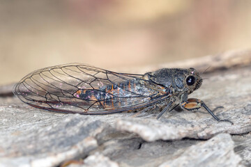 Yoyetta cicada - side view showing translucent wings