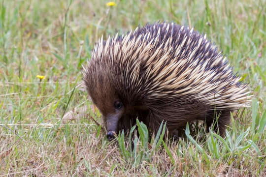 Short-beaked echidna - Tachyglossus aculeatus - natural behaviour in the wild