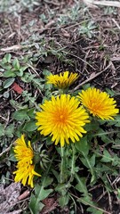 春に咲く花、春に咲く黄色い花、西洋たんぽぽの花、一輪のたんぽぽの花、一輪の黄色いタンポポの花