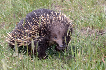 Short-beaked echidna - Tachyglossus aculeatus - with visible spines in habitat