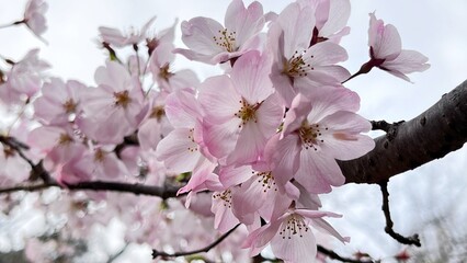 桜の花のある風景、満開の桜の花、木に咲く花、満開の染井吉野の花、ピンク色の花、春に咲
