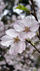 桜の花のある風景、満開の桜の花、木に咲く花、満開の染井吉野の花、ピンク色の花、春に咲
