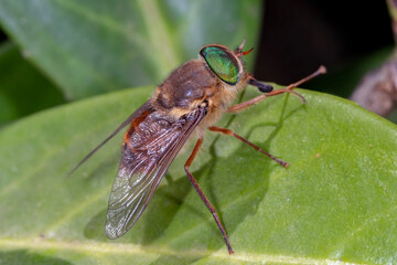 Green-eyed bush fly - Scaptia abdominalis