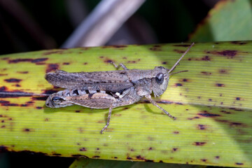 Wingless Grasshopper (Phaulacridium vittatum) resting on a leaf