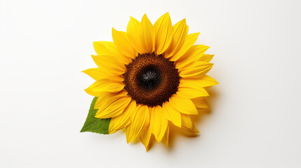 Fototapeta premium A vibrant sunflower with a brown center and bright yellow petals rests against a white backdrop. A single green leaf sits near the base of the flower head