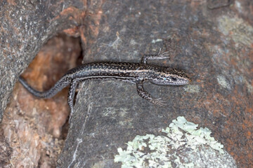 Pseudemoia spenceri - trunk-climbing skink - rare Australian species