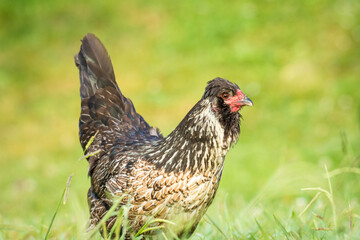 close up of free range chicken foraging in green grass