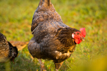 close up of free range chicken foraging in green grass