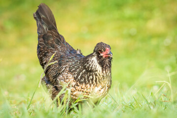 close up of free range chicken foraging in green grass