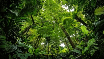 Obraz premium cross-section of a rainforest canopy, revealing layers 