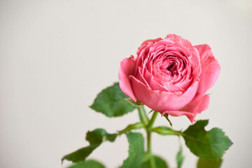 ピンクのばら
