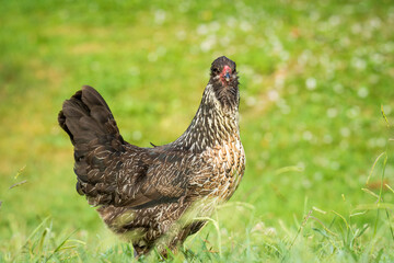 close up of free range chicken foraging in green grass