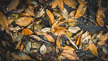 Dry leaves on the road background.