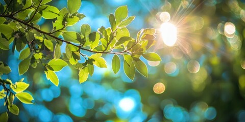 Obraz premium Bright sun rays through leaves on a clear day.