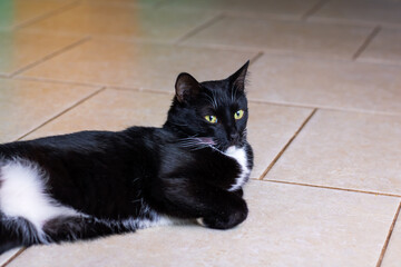 A black and white cat elegantly laying on a tiled floor surface