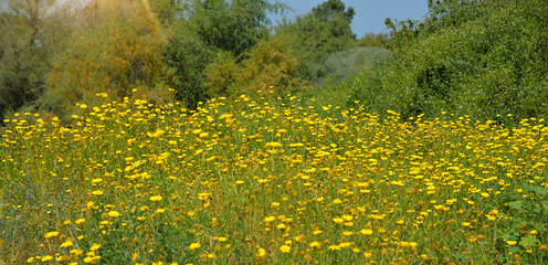 Obraz premium Tall stalks of bright yellow flowers in a field, blooming meadow, landscape, field