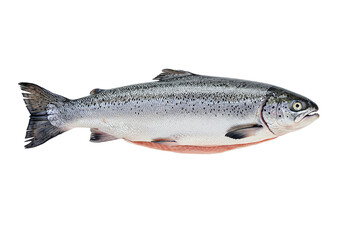 Obraz premium Whole fresh salmon fish isolated on white background, ideal seafood market display cooking. Represents healthy omega3 rich diet option, fresh premium catch ready preparation. Very fresh fish.