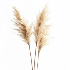 Fototapeta premium Pampas Grass Elegance: A close-up captures the feathery texture and delicate beauty of pampas grass plumes, offering a serene and natural aesthetic.