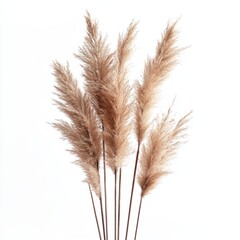 Fototapeta premium Pampas Grass: A captivating close-up of elegant pampas grass plumes, their delicate feathery textures. 