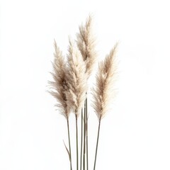 Fototapeta premium Pampas Grass: A delicate display of pampas grass plumes, exuding an elegant and natural aesthetic, perfect for adding a touch of serene beauty to any setting. 
