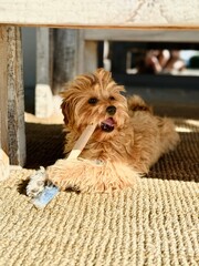 Adorable puppy playfully chewing a mischievous paintbrush.