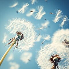 Dandelion Seeds Blowing in the Wind - Vector Illustration