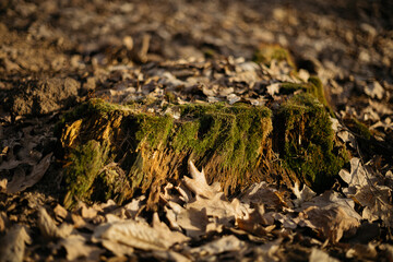 lichen on stone