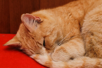 Fototapeta premium Ginger cat sleeping on red background. Red cat lying on the bed