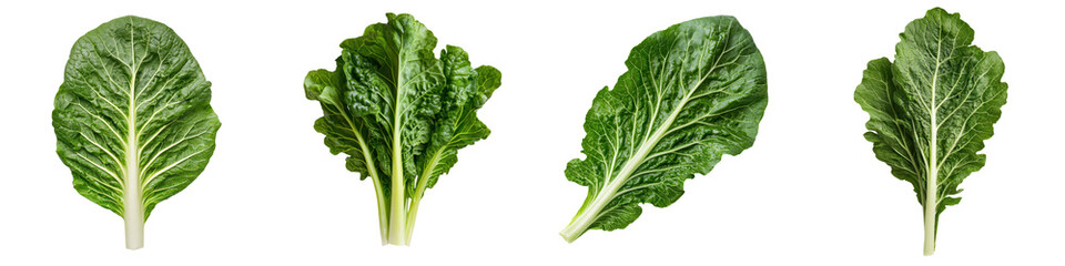 A variety of nutrient rich freshly harvested leafy green vegetables including kale spinach and Swiss chard displayed against a white background