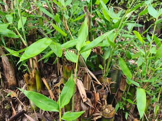Close up view of a lush bamboo grove with bright green leaves in the sunlight
