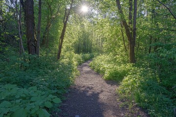 Obraz premium Gravel path stretches through verdant forest, sun shining through the canopy. Use this image for nature, hiking, travel, or a peaceful outdoor concepts.