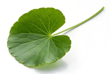Indian pennywort leaf isolated on white