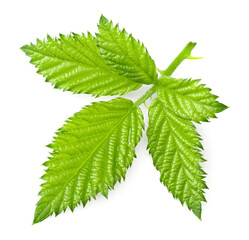 blackberry leaves isolated on a white background. clipping path