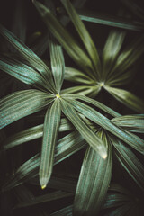 Close up bamboo palm leaf nature background.