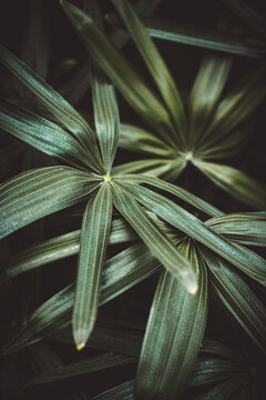 Close up bamboo palm leaf nature background.